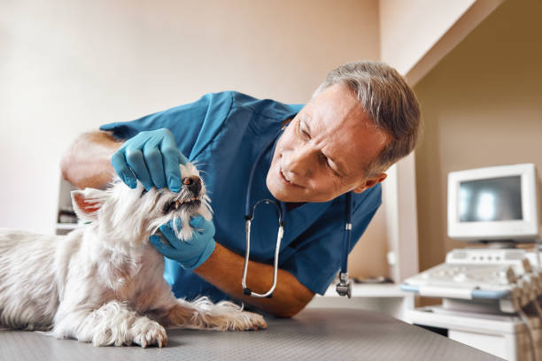 Best Emergency Treatment for Dental Infections or Abscesses in Eldridge, IA